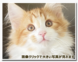 ノルウェージャンフォレストキャット