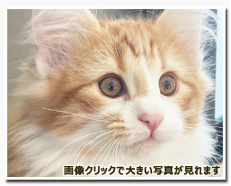 ノルウェージャンフォレストキャット