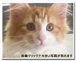 ノルウェージャンフォレストキャット