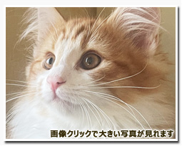 ノルウェージャンフォレストキャット