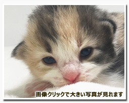 ノルウェージャンフォレストキャット