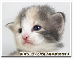 ノルウェージャンフォレストキャット