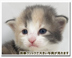 ノルウェージャンフォレストキャット