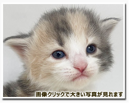 ノルウェージャンフォレストキャット