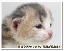 ノルウェージャンフォレストキャット