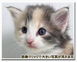 ノルウェージャンフォレストキャット