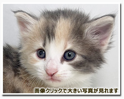 ノルウェージャンフォレストキャット