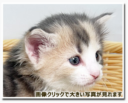 ノルウェージャンフォレストキャット