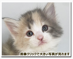 ノルウェージャンフォレストキャット