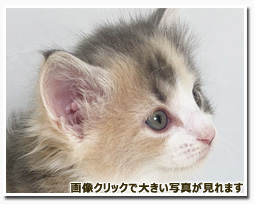 ノルウェージャンフォレストキャット