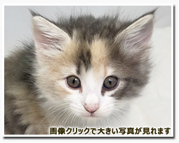 ノルウェージャンフォレストキャット