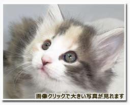 ノルウェージャンフォレストキャット