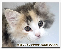 ノルウェージャンフォレストキャット