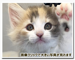 ノルウェージャンフォレストキャット