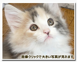 ノルウェージャンフォレストキャット