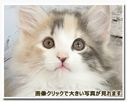 ノルウェージャンフォレストキャット