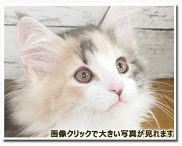 ノルウェージャンフォレストキャット