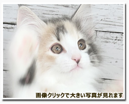 ノルウェージャンフォレストキャット