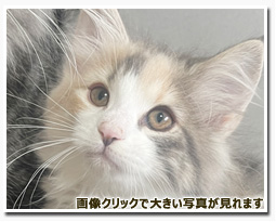 ノルウェージャンフォレストキャット