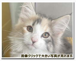 ノルウェージャンフォレストキャット