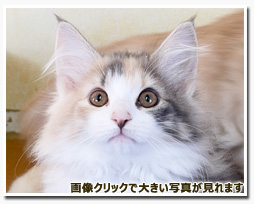 ノルウェージャンフォレストキャット