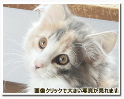 ノルウェージャンフォレストキャット