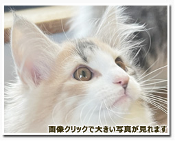 ノルウェージャンフォレストキャット