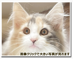 ノルウェージャンフォレストキャット