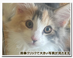 ノルウェージャンフォレストキャット