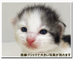 ノルウェージャンフォレストキャット