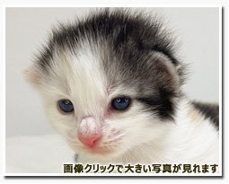 ノルウェージャンフォレストキャット