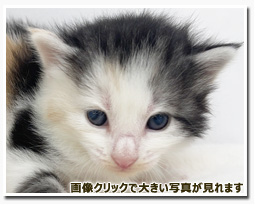 ノルウェージャンフォレストキャット