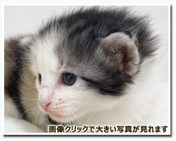 ノルウェージャンフォレストキャット