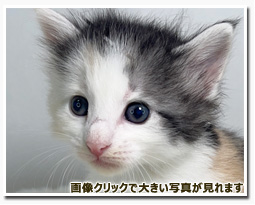 ノルウェージャンフォレストキャット