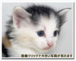 ノルウェージャンフォレストキャット