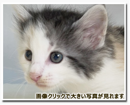 ノルウェージャンフォレストキャット