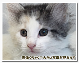 ノルウェージャンフォレストキャット