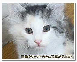 ノルウェージャンフォレストキャット