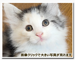 ノルウェージャンフォレストキャット