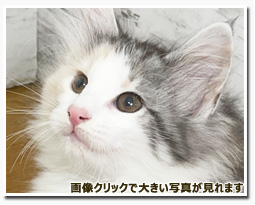 ノルウェージャンフォレストキャット