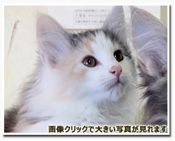 ノルウェージャンフォレストキャット