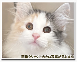 ノルウェージャンフォレストキャット