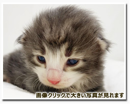 ノルウェージャンフォレストキャット