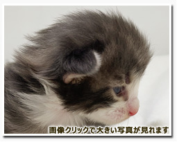 ノルウェージャンフォレストキャット