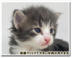 ノルウェージャンフォレストキャット