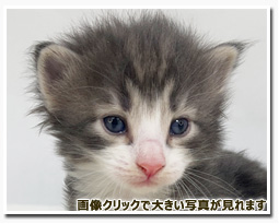 ノルウェージャンフォレストキャット