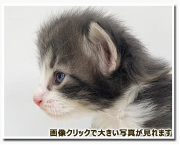 ノルウェージャンフォレストキャット