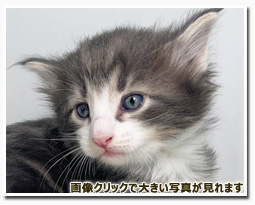 ノルウェージャンフォレストキャット