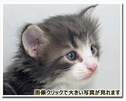 ノルウェージャンフォレストキャット