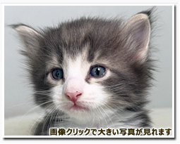 ノルウェージャンフォレストキャット